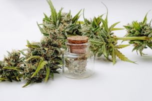 Marijuana plant on white background. Cannabis plant, blossom buds. Drying and Curing Cannabis.
