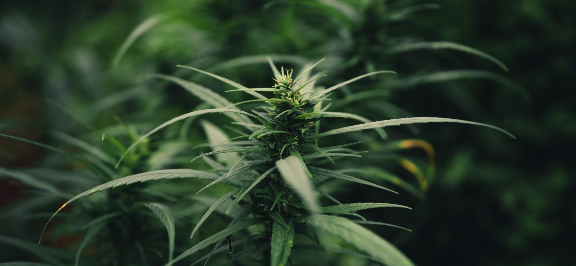 Cannabis sativa grown outdoors,Close-up of marijuana plant growing outdoors
