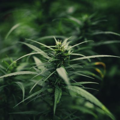 Cannabis sativa grown outdoors,Close-up of marijuana plant growing outdoors